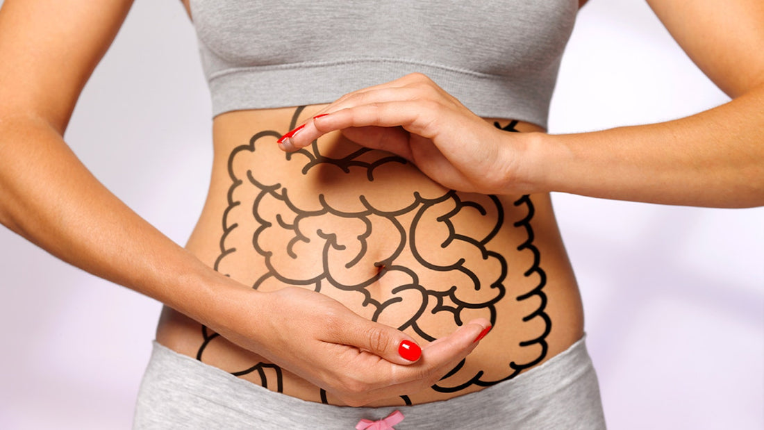 Protein & Gut Health: Avoiding Digestive Disturbances and Bloating – Divine Nutrition